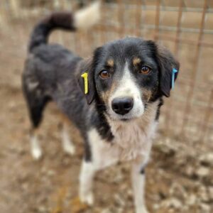 HELEN - reserviert für Tierhilfe Lebenswert - vermittelt