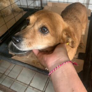 KÄFERCHEN - reserviert Rösrath vermittelt