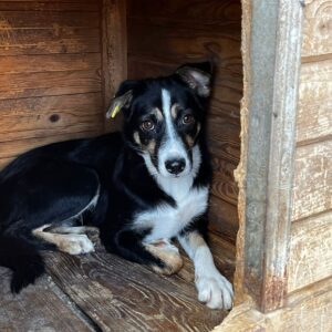 IRIS (♀) - vermittelt MD