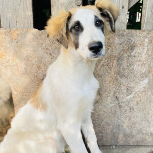 VEE - auf Pflegestelle in PLZ 1 *vermittelt*