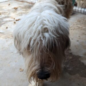 CANNOLI - reserviert Manuela vermittelt