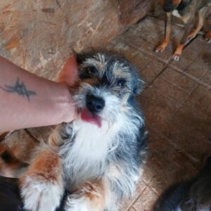 LINCHEN - reserviert Tierhilfe Lebenswert DR (10.07.) - vermittelt