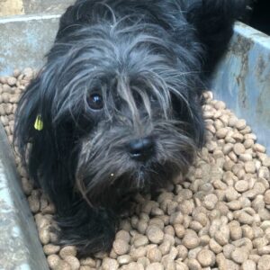 CARLSON - reserviert TH Gelnhausen vermittelt