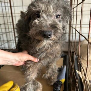 NAJMA - komplett verfilzt, entzündete Hautstellen - reserviert Vierbeiner in Not - vermittelt