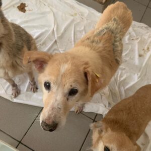 LADY - reserviert Rösrath vermittelt