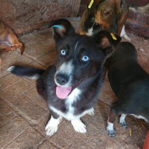 PIPPA - reserviert IH DR (26.07.) - vermittelt