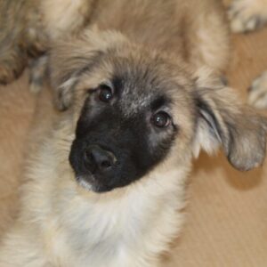 FINIA - reserviert JW - vermittelt