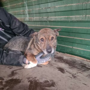 PALO - völlig überforderter und müder Opi - reserviert NH - vermittelt