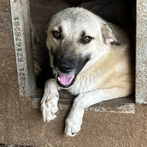 GROUCHO - vor Ort vermittelt 09/23