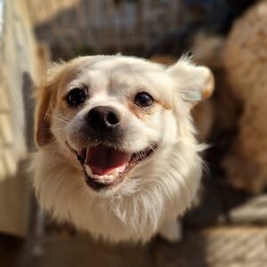 ANTON - ausgereist zum TST Rösrath