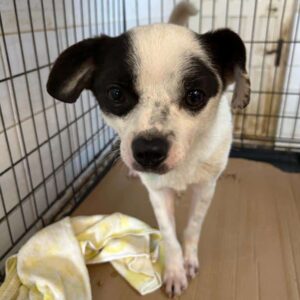 FLIX - auf PDR PS im PLZ Bezirk 18 - vermittelt