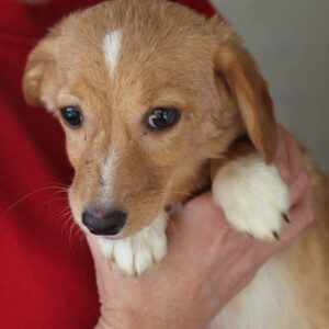 LANA - reserviert Tierhilfe Lebenswert DR 05.11. - vermittelt