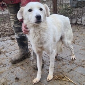 COCA - sehr dünn - reserviert Betty - vermittelt