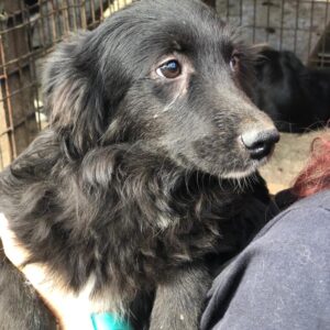 OPAL - auf Pflegestelle in PLZ 7 vermittelt