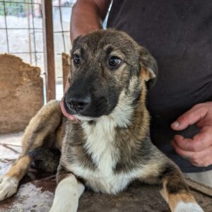 VINCE - auf Pflegestelle in PLZ 9 vermittelt