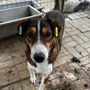 PEBBLES - vermisst 11/24