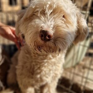 SPLASH - vermittelt MD