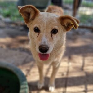 MARLY - ausgereist zum TST Rösrath