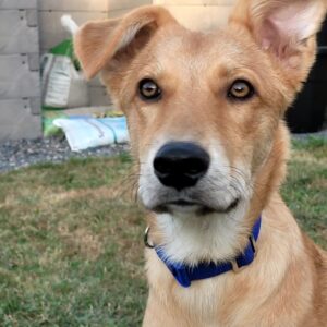 Toddy in 47627 Kevelaer *vermittelt*