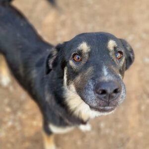 BENDT - ausgereist zum TST Rösrath