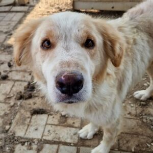 BARON (♂) - vermittelt MH