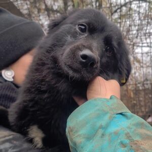 LIFE - auf Pflegestelle in PLZ 38 *vermittelt*