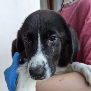 SADIE - reserviert Alexandra vermittelt