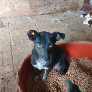 GINNY - auf Pflegestelle in PLZ 5 vermittelt