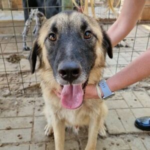 SANTINO - vermittelt Manuela