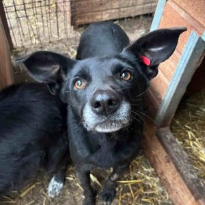 LIZY - frische Bisswunde (12/2023) - ausgereist zu Vierbeiner in Not