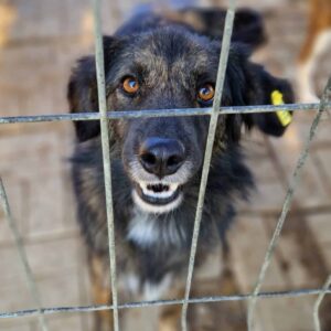 KALANO (♂) - vermittelt MH