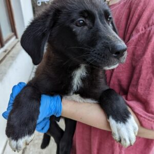 LANI - reserviert Vergessene Pfoten Stuttgart vermittelt