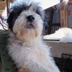 MAJALA - ausgereist zur Tierhilfe Lebenswert