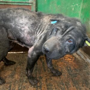 MAJOLINA - reserviert TINO vermittelt