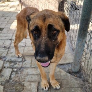 LORD - zu dünn - vermittelt Manuela