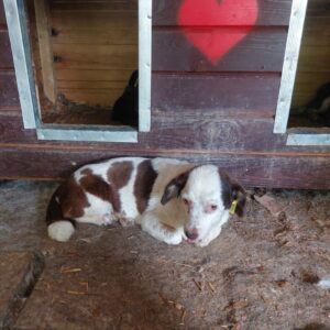 JANIE - sehr müde und fertig - reist auf PS in PLZ 5 vermittelt