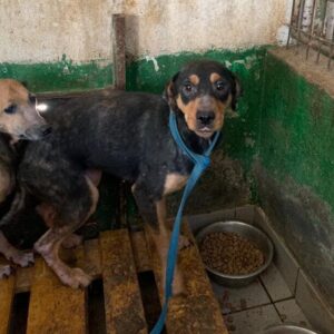 SITINA - auf Pflegestelle in PLZ 9 *vermittelt*