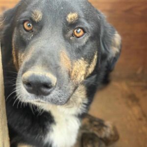 TIMOR - auf PS im PLZ Bereich 82 - vermittelt