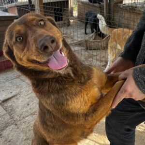 ABBA (♀) - vermittelt NH