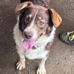 MUFFY - ausgereist zur Hundescheune Fläming