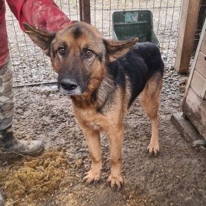 GIZMO - sehr dünn - reserviert Manuela - vermittelt