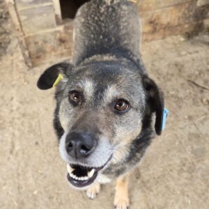 BIA (♀) - seit Mitte 2021 im Shelter - ausgereist zum TH Iserlohn