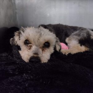 MIKAA - Notfall: beide Vorderläufe amputiert - reserviert TH Wanningsmühle vermittelt