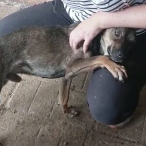 NOSHI - viel zu dünn - reserviert TH Koblenz vermittelt