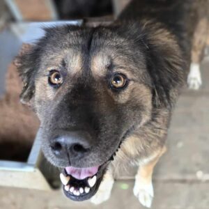 GWENY - ausgereist zu Tiere in Not Odenwald e.V.