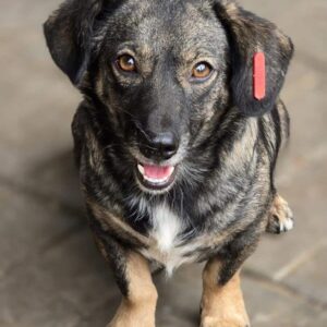 SNOOPY (♂) - vermittelt NH