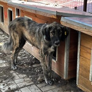 KIYAN - vermittelt Manuela