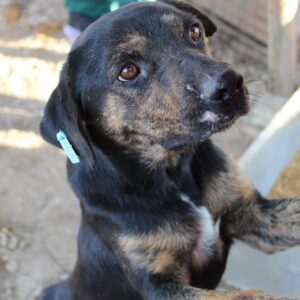 CATOO - sehr verzweifelt - reserviert TH Limburg - vermittelt