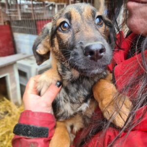 SUKI - reserviert TST Rösrath - vermittelt