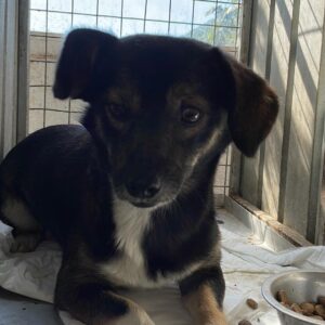 DESIMO - reserviert 4animals (CD,26/09) vermittelt